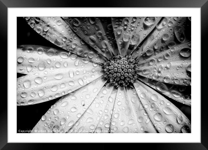 Osteospermum petals black and white with water Framed Mounted Print by Simon Bratt LRPS