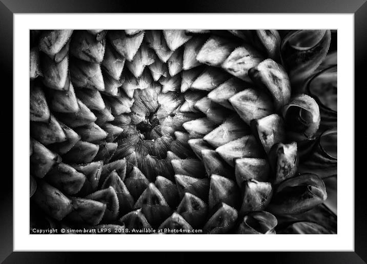 Monochrome dahlia flower head pattern Framed Mounted Print by Simon Bratt LRPS