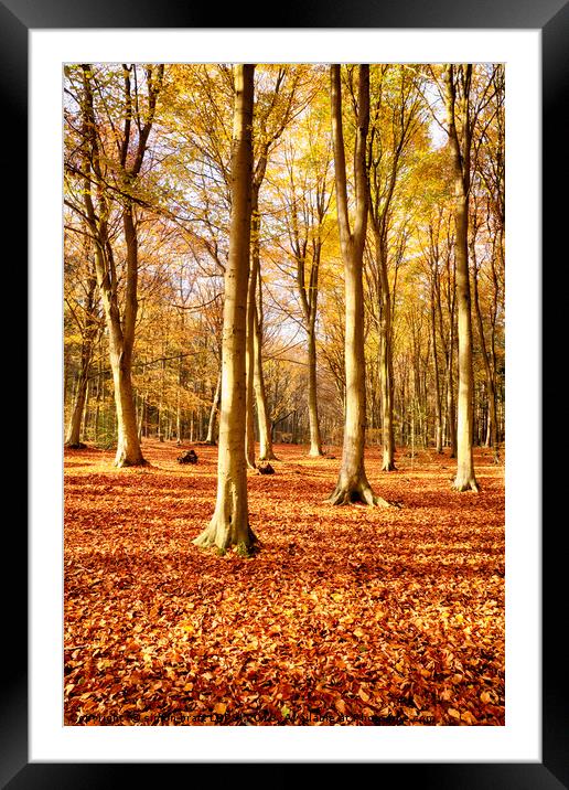Forest beech trees in autumn fall Framed Mounted Print by Simon Bratt LRPS