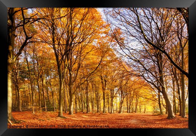 Ancient woodland in full autumn fall colors Framed Print by Simon Bratt LRPS