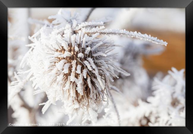 Winter frost on a garden thistle Framed Print by Simon Bratt LRPS