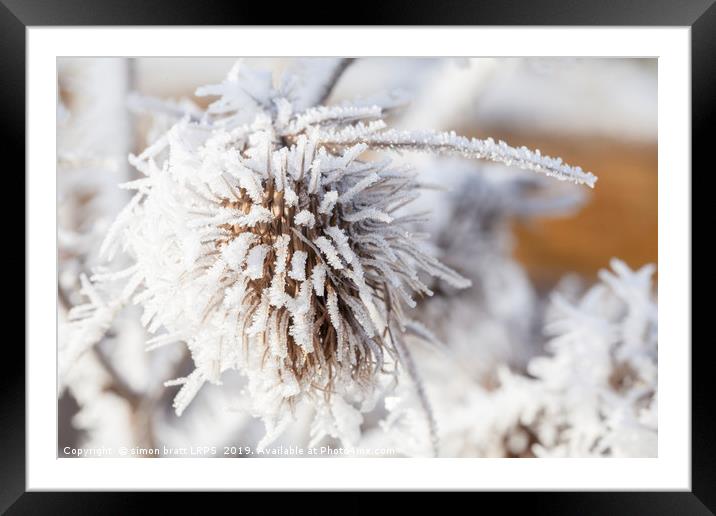 Winter frost on a garden thistle Framed Mounted Print by Simon Bratt LRPS