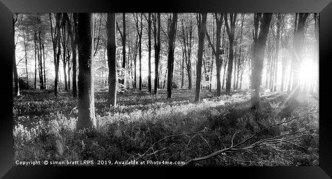 Bluebell woods sunrise in spring black and white Framed Print by Simon Bratt LRPS
