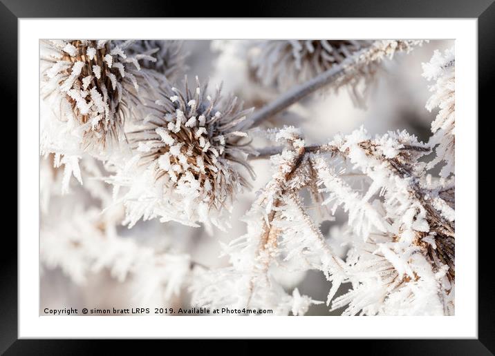 Winter frost on a garden thistle close up Framed Mounted Print by Simon Bratt LRPS