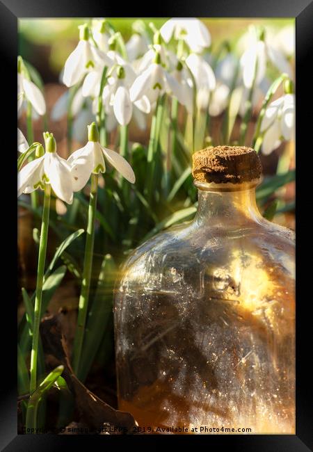 Snowdrop flowers and old glass jar with sunlight Framed Print by Simon Bratt LRPS