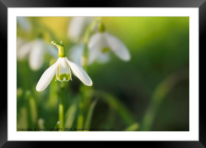 Snowdrops at eye level with copy space Framed Mounted Print by Simon Bratt LRPS