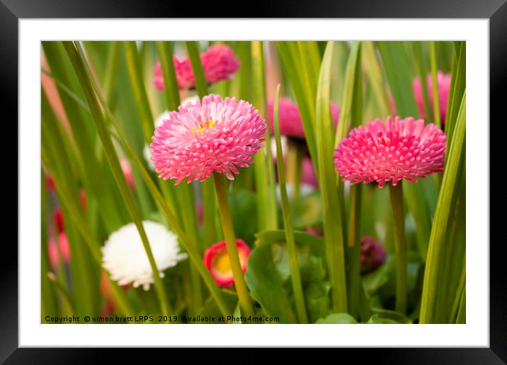 Bellis daisies in spring time closeup Framed Mounted Print by Simon Bratt LRPS