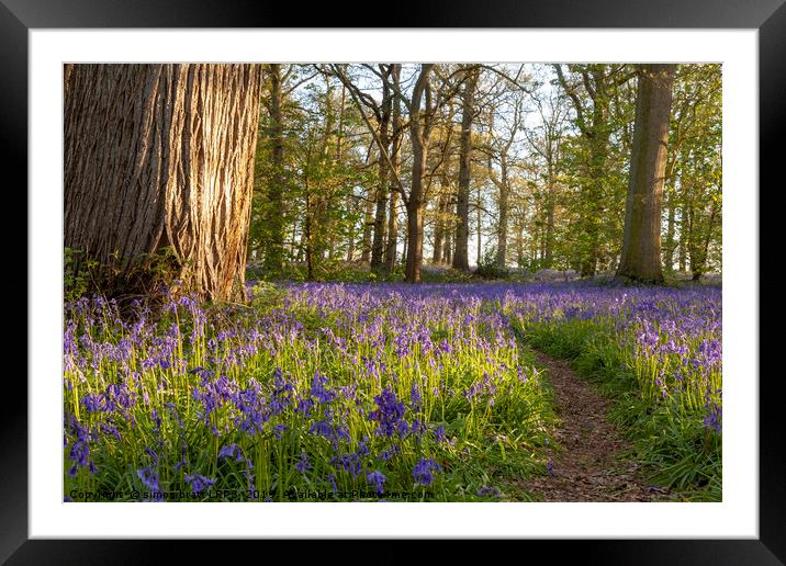 Ancient bluebell woodland in spring time Framed Mounted Print by Simon Bratt LRPS