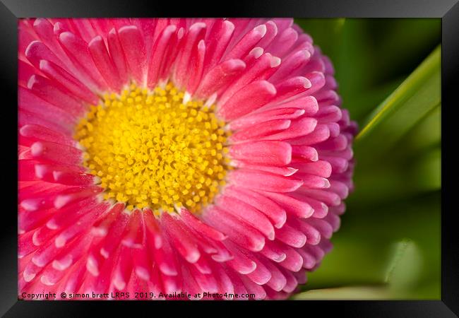 Pink Bellis daisy close up Framed Print by Simon Bratt LRPS