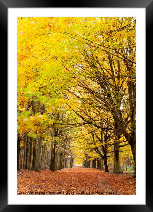 Avenue of autumn trees with golden leaves Framed Mounted Print by Simon Bratt LRPS