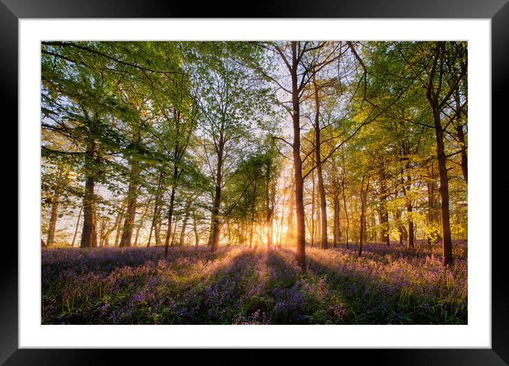 Bluebell forest at sunrise in English landscape  Framed Mounted Print by Simon Bratt LRPS