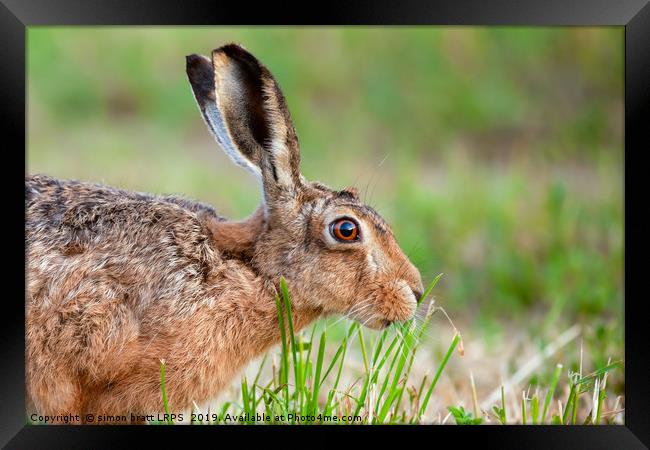 Wild hare close up eating grass in UK Framed Print by Simon Bratt LRPS