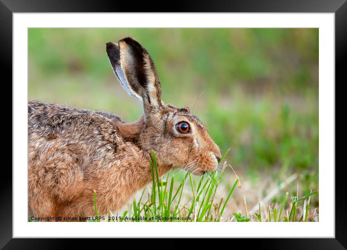 Wild hare close up eating grass in UK Framed Mounted Print by Simon Bratt LRPS