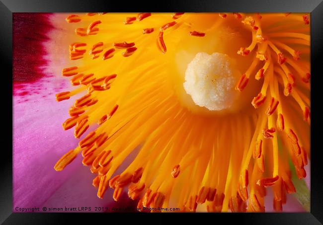 Cistus flower stamen in super close macro Framed Print by Simon Bratt LRPS