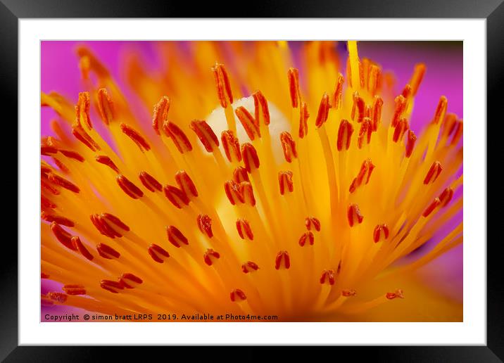 Cistus flower stamen super macro  Framed Mounted Print by Simon Bratt LRPS