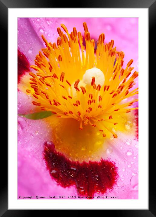 Wet Cistus flower beautiful macro detail Framed Mounted Print by Simon Bratt LRPS