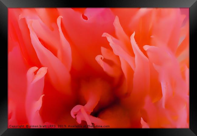 Red Paeonia flower head super close up Framed Print by Simon Bratt LRPS