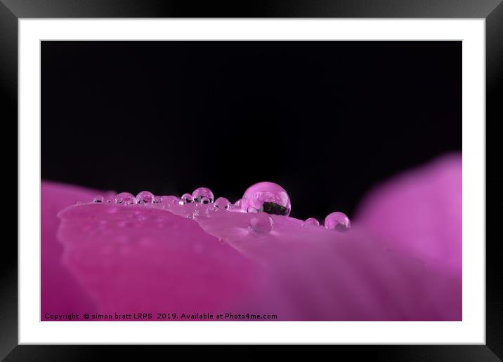 Macro water droplets on a flower petal  Framed Mounted Print by Simon Bratt LRPS