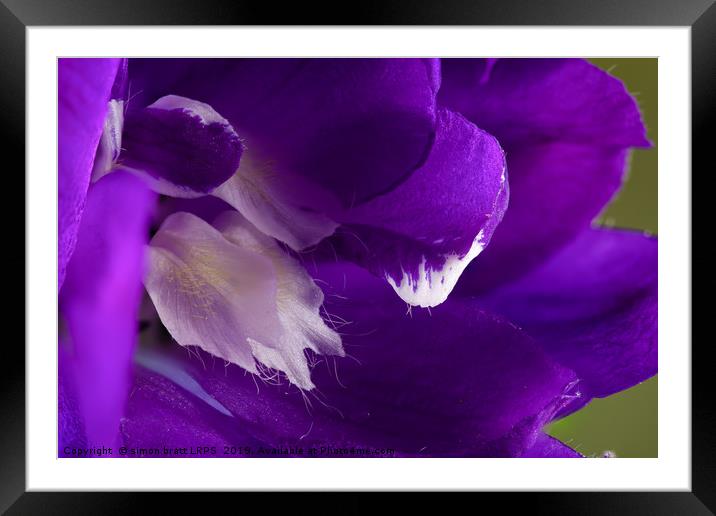 Purple Delphinium flower super macro close up Framed Mounted Print by Simon Bratt LRPS