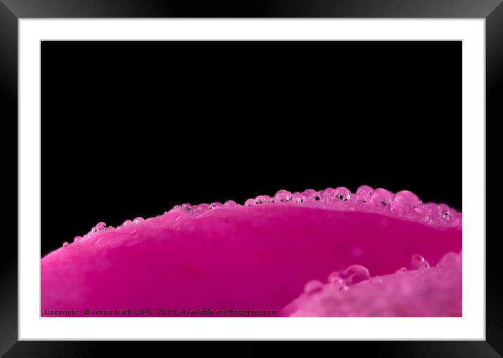 Close up water drops on flower petal Framed Mounted Print by Simon Bratt LRPS