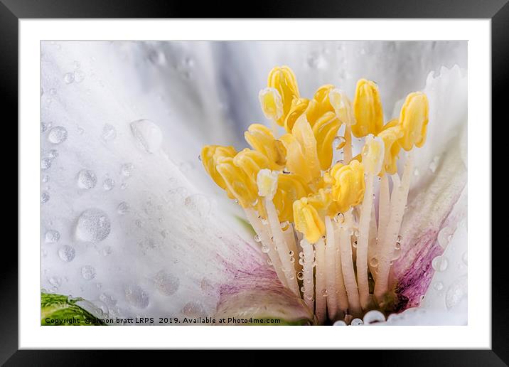 Philadelphus flower macro with water drops Framed Mounted Print by Simon Bratt LRPS