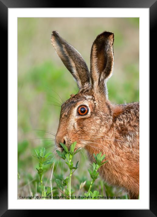 Wild brown hare close up eating Framed Mounted Print by Simon Bratt LRPS