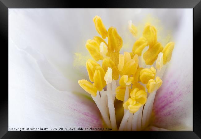 Philadelphus flower extreme close up with pollen Framed Print by Simon Bratt LRPS