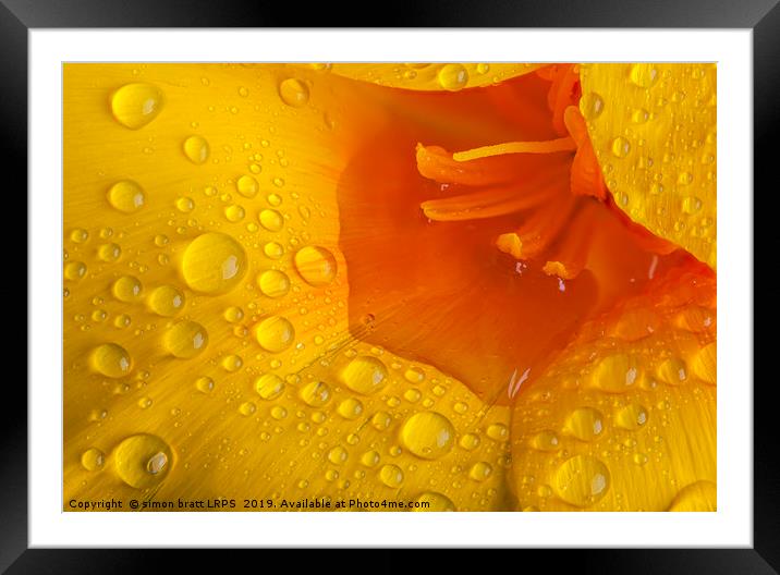 Poppy flower macro with water droplets Framed Mounted Print by Simon Bratt LRPS