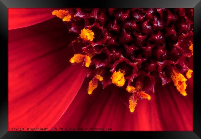 Red Dahlia flower in extreme macro Framed Print by Simon Bratt LRPS