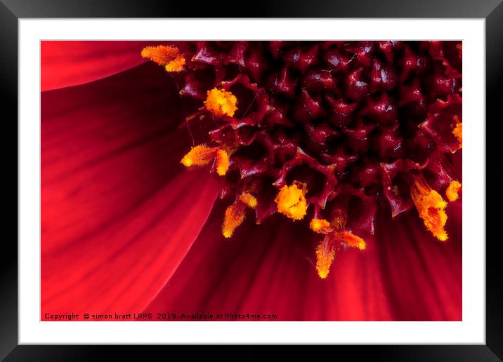 Red Dahlia flower in extreme macro Framed Mounted Print by Simon Bratt LRPS