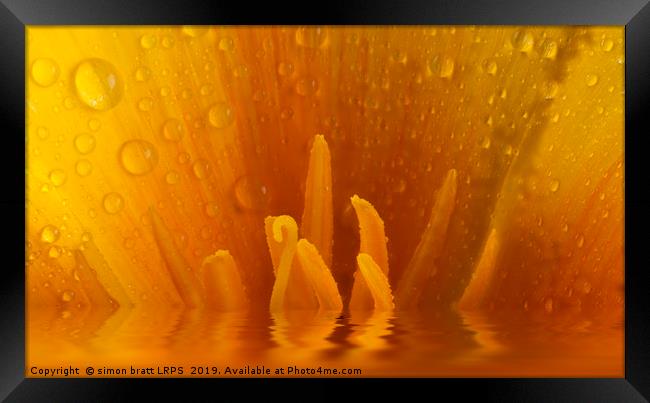 Poppy flower macro and water reflection Framed Print by Simon Bratt LRPS