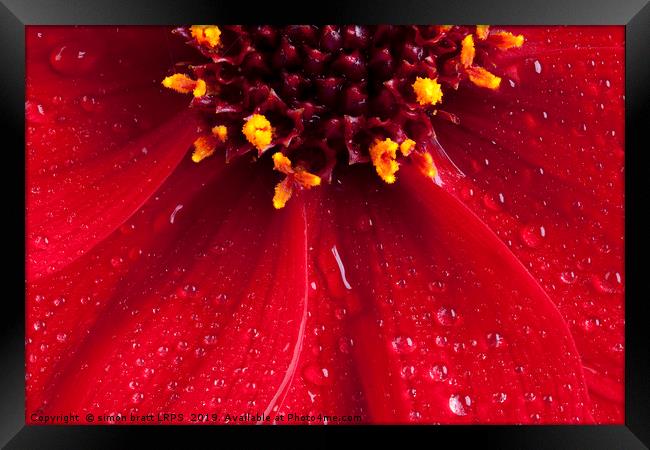 Red Dahlia flower close up with water drops Framed Print by Simon Bratt LRPS