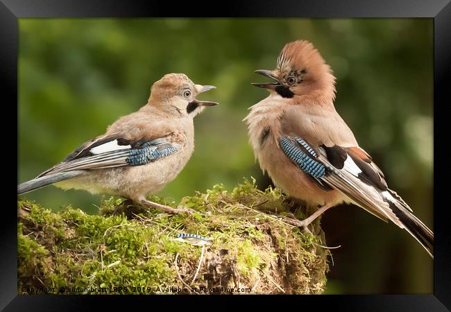 Jay bird parent with young close up Framed Print by Simon Bratt LRPS