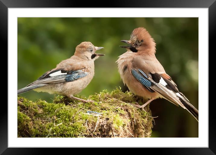 Jay bird parent with young close up Framed Mounted Print by Simon Bratt LRPS