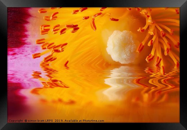 Macro Cistus flower stamen in water Framed Print by Simon Bratt LRPS
