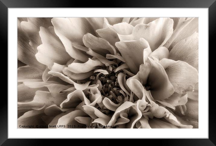 Coreopsis Flower head in sepia close up Framed Mounted Print by Simon Bratt LRPS