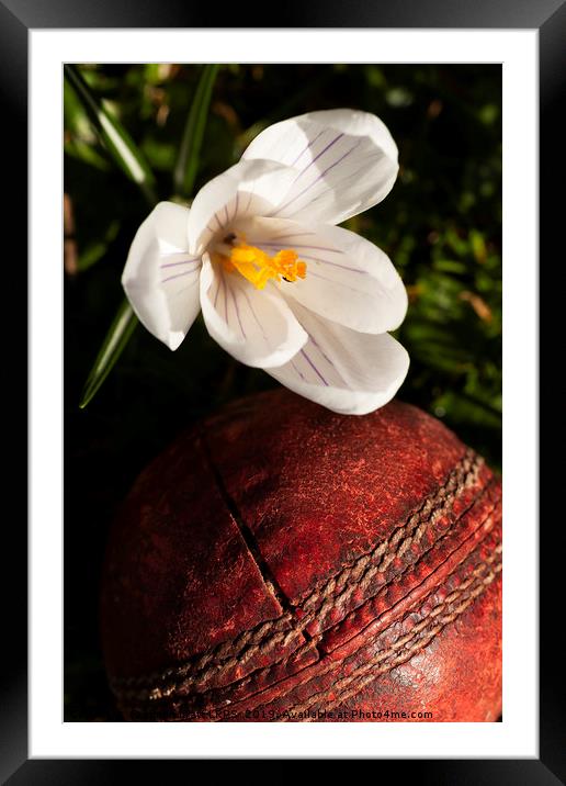 Old cricket ball under crocus flower Framed Mounted Print by Simon Bratt LRPS