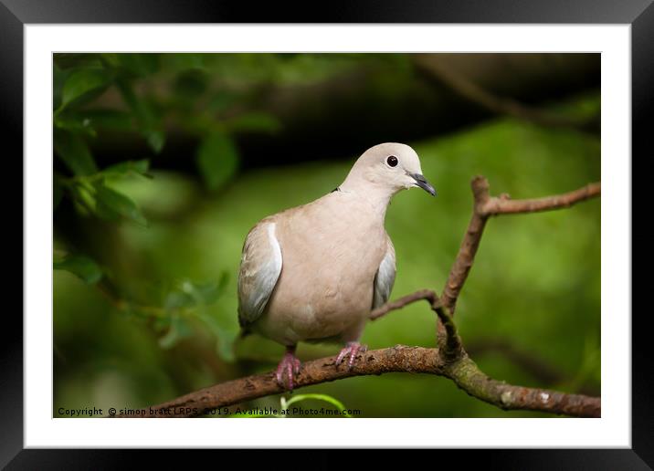 Collared dove wild bird in a tree Framed Mounted Print by Simon Bratt LRPS