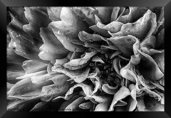 Dahlia flower in black and white macro Framed Print by Simon Bratt LRPS