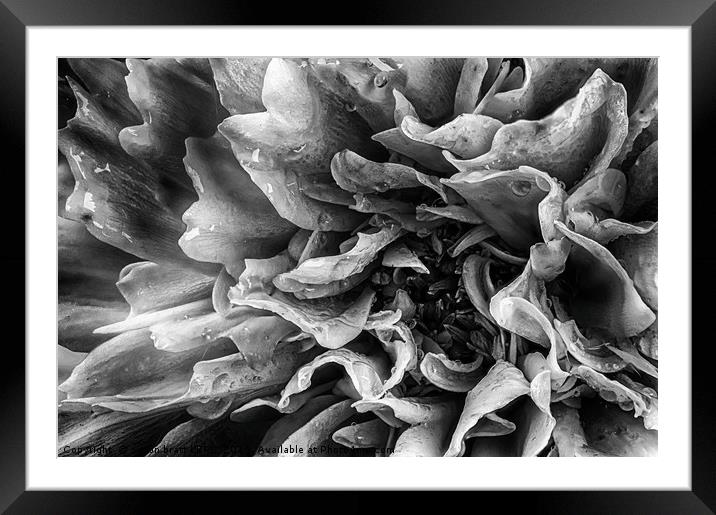 Dahlia flower in black and white macro Framed Mounted Print by Simon Bratt LRPS