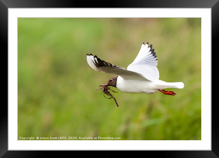 Gull flying with nesting material Framed Mounted Print by Simon Bratt LRPS