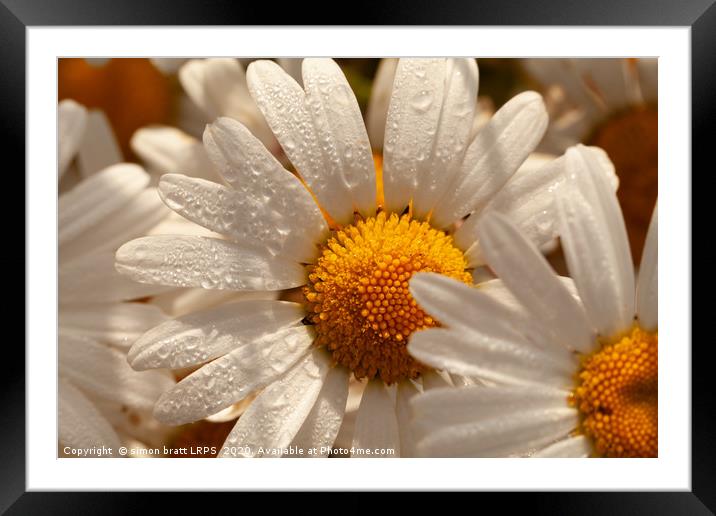 Oxeye wild daisys close up with morning dew drops Framed Mounted Print by Simon Bratt LRPS