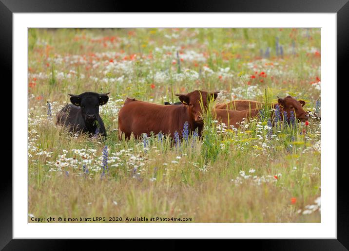 Pretty dexter cows in a flower meadow Norfolk Framed Mounted Print by Simon Bratt LRPS