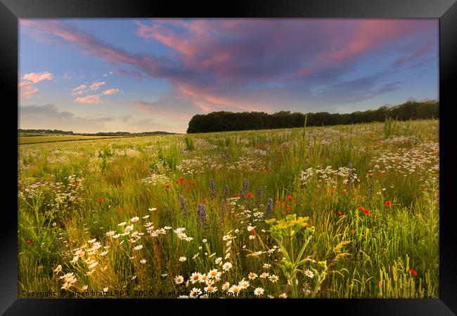 Wild flower meadow sunset landscape in West Norfol Framed Print by Simon Bratt LRPS