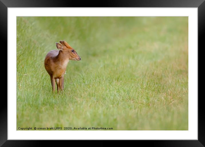 Young muntjac deer closeup and alone Framed Mounted Print by Simon Bratt LRPS