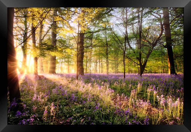 Amazing sunrise through Norfolk bluebell woodland Framed Print by Simon Bratt LRPS