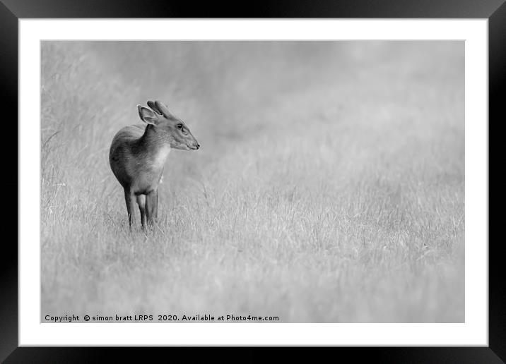 Muntjac deer portrait in black and white Framed Mounted Print by Simon Bratt LRPS