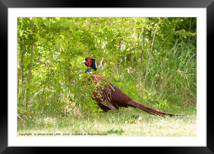 Male pheasant walking through a hedge close up Framed Mounted Print by Simon Bratt LRPS