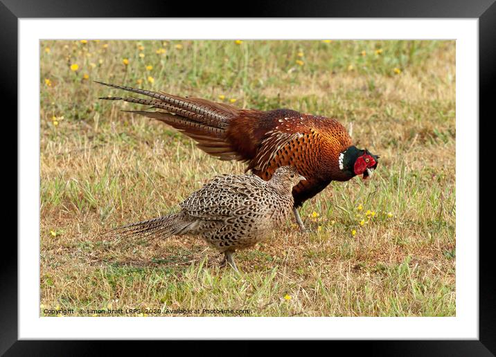Pheasant courtship and mating ritual display Framed Mounted Print by Simon Bratt LRPS