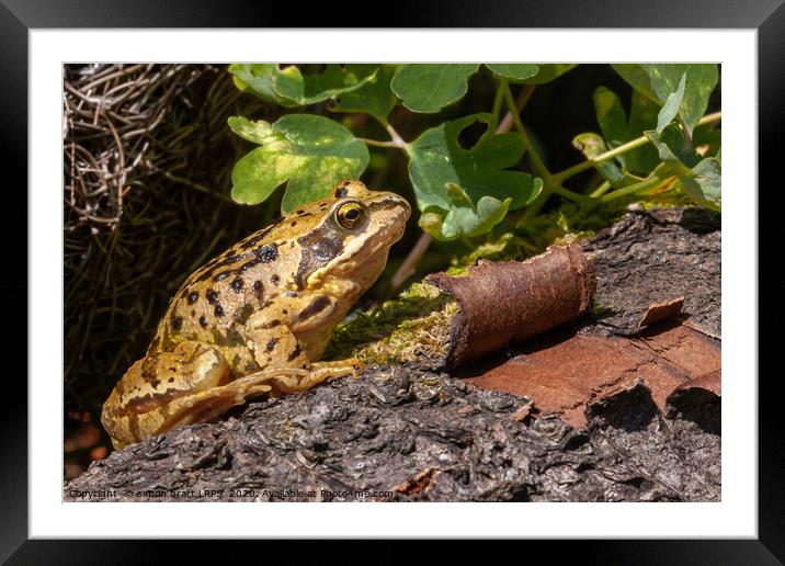 Frog on a log close up Framed Mounted Print by Simon Bratt LRPS